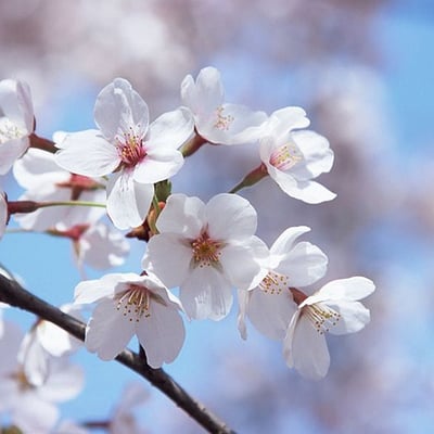 桜の花的最爱