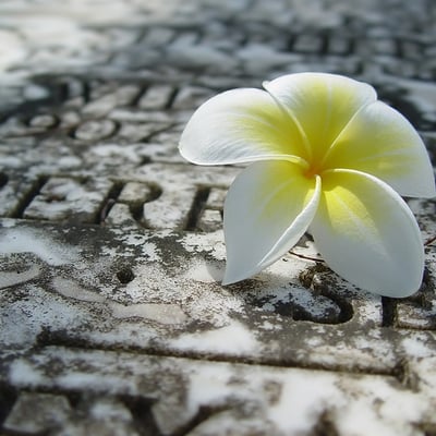 带手链的猫的最爱