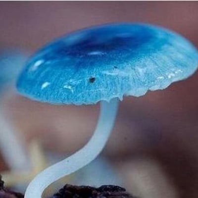 daisichengxxx的最爱