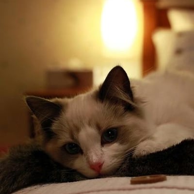 东溪玩月小透明的最爱