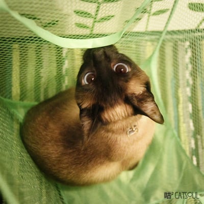 塘底老泥的最爱