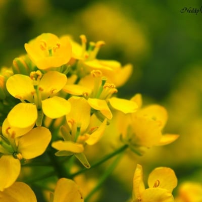 北海 NEDDY的最爱