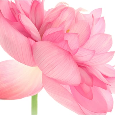 lololandy sina的最爱