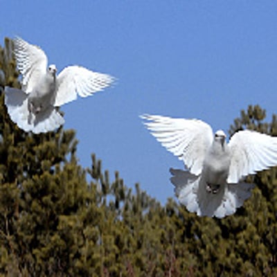 绿林飞鸽华灵子的最爱