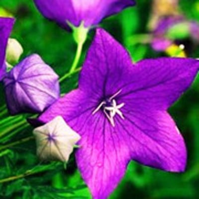 桔梗蘤開的最爱