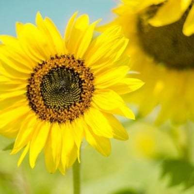 看海的兔子的最爱