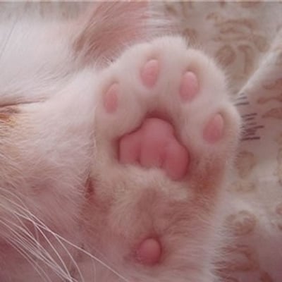 喵卜卜的小秘密的最爱