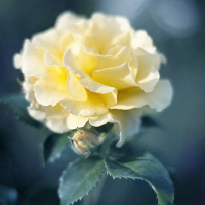 芒果菠萝柚的最爱