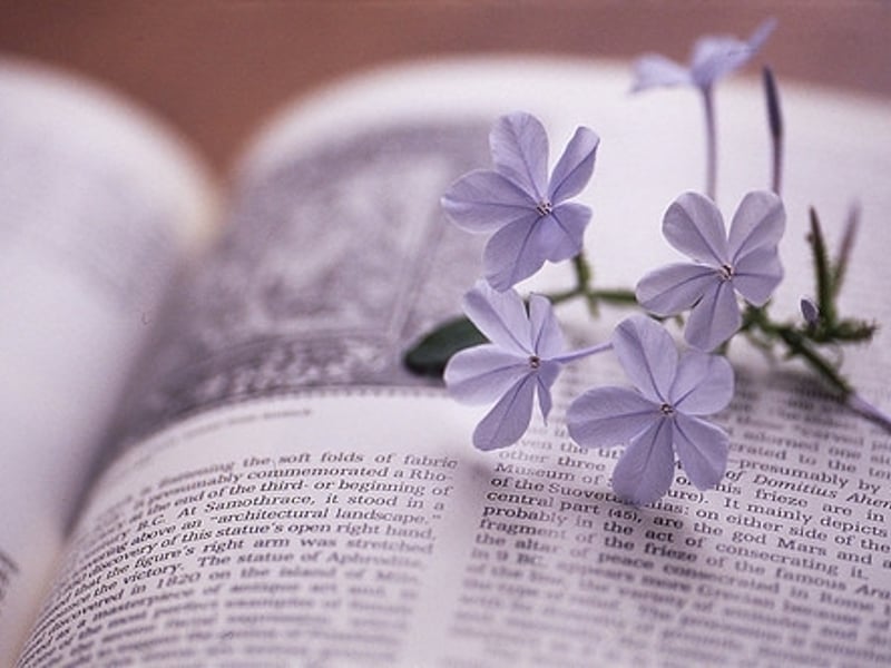 坐在图书馆一杯清茶随意的翻着陈旧的书