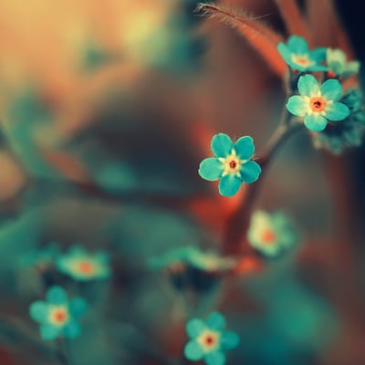 并不立意要错过