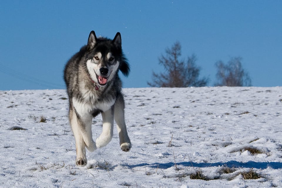阿拉斯加雪橇犬