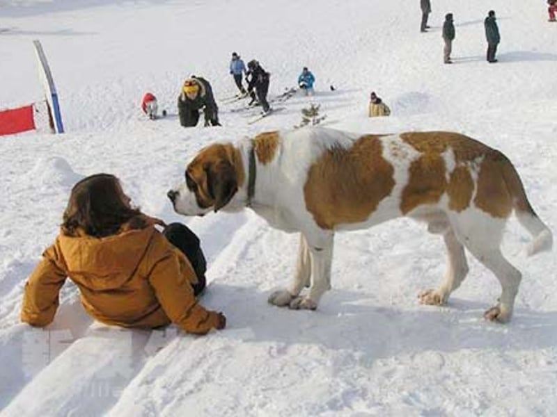 圣伯纳犬