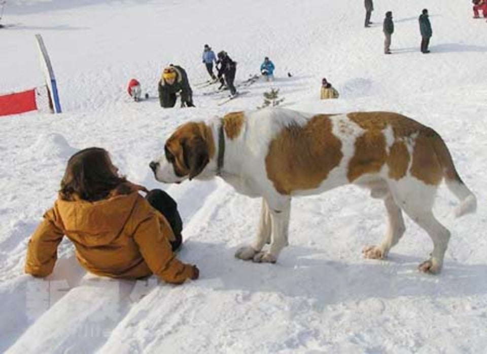 圣伯纳犬