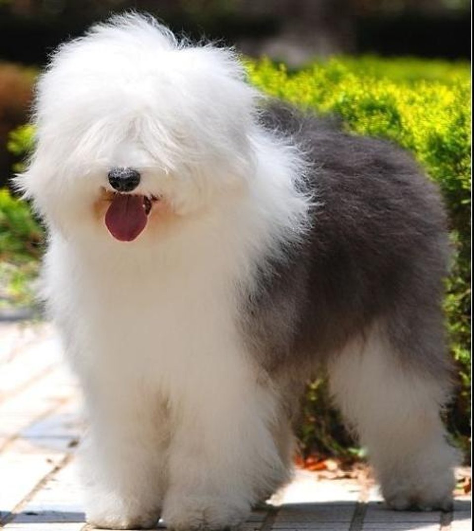 古代英国牧羊犬