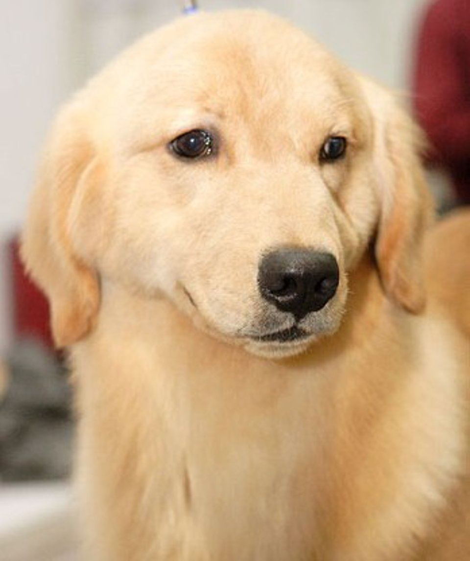 拉布拉多巡回犬