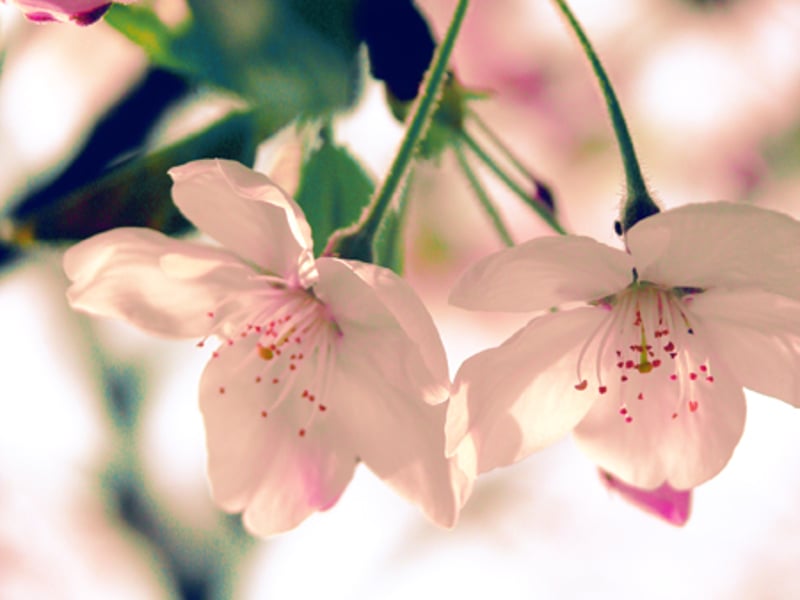 樱の雨  一首歌