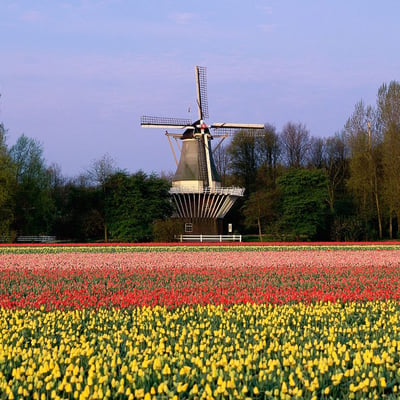 荷兰有白色风车和大片花田的地方