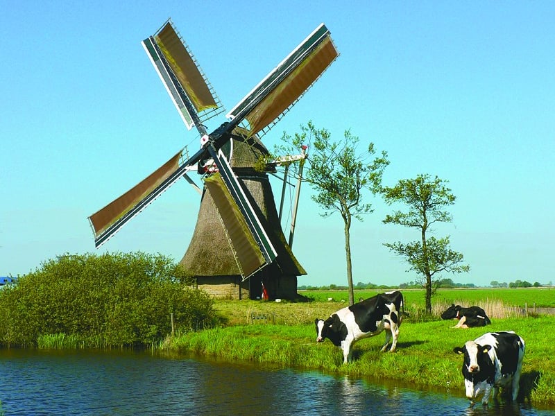 荷兰有白色风车和大片花田的地方
