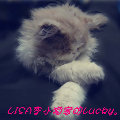 lisa李小猫