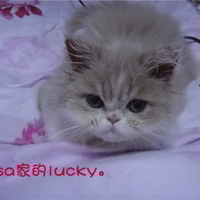 lisa李小猫