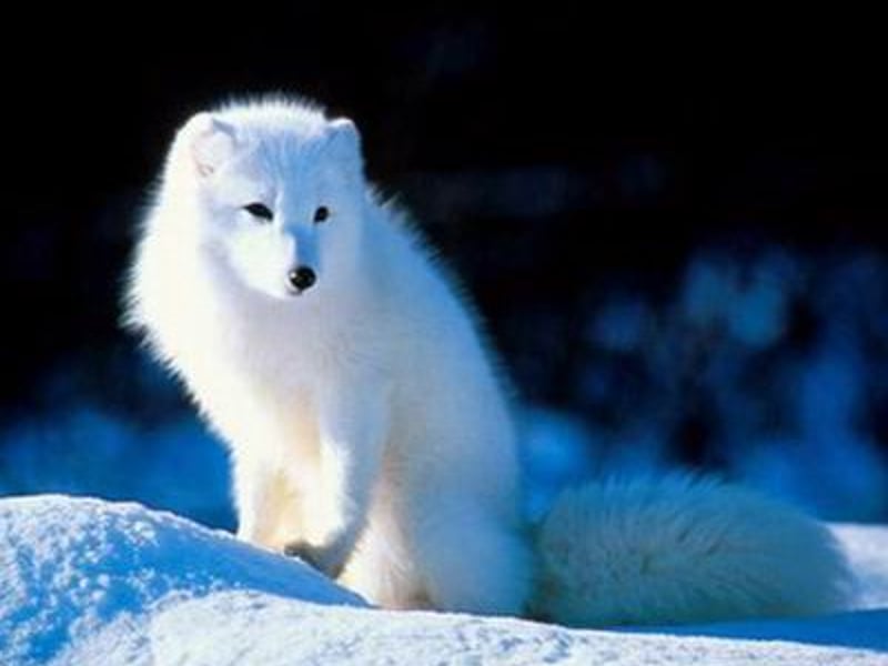 北极狐
