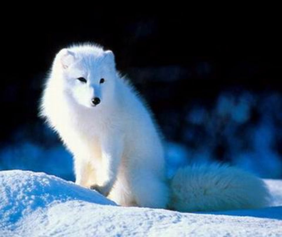 北极狐
