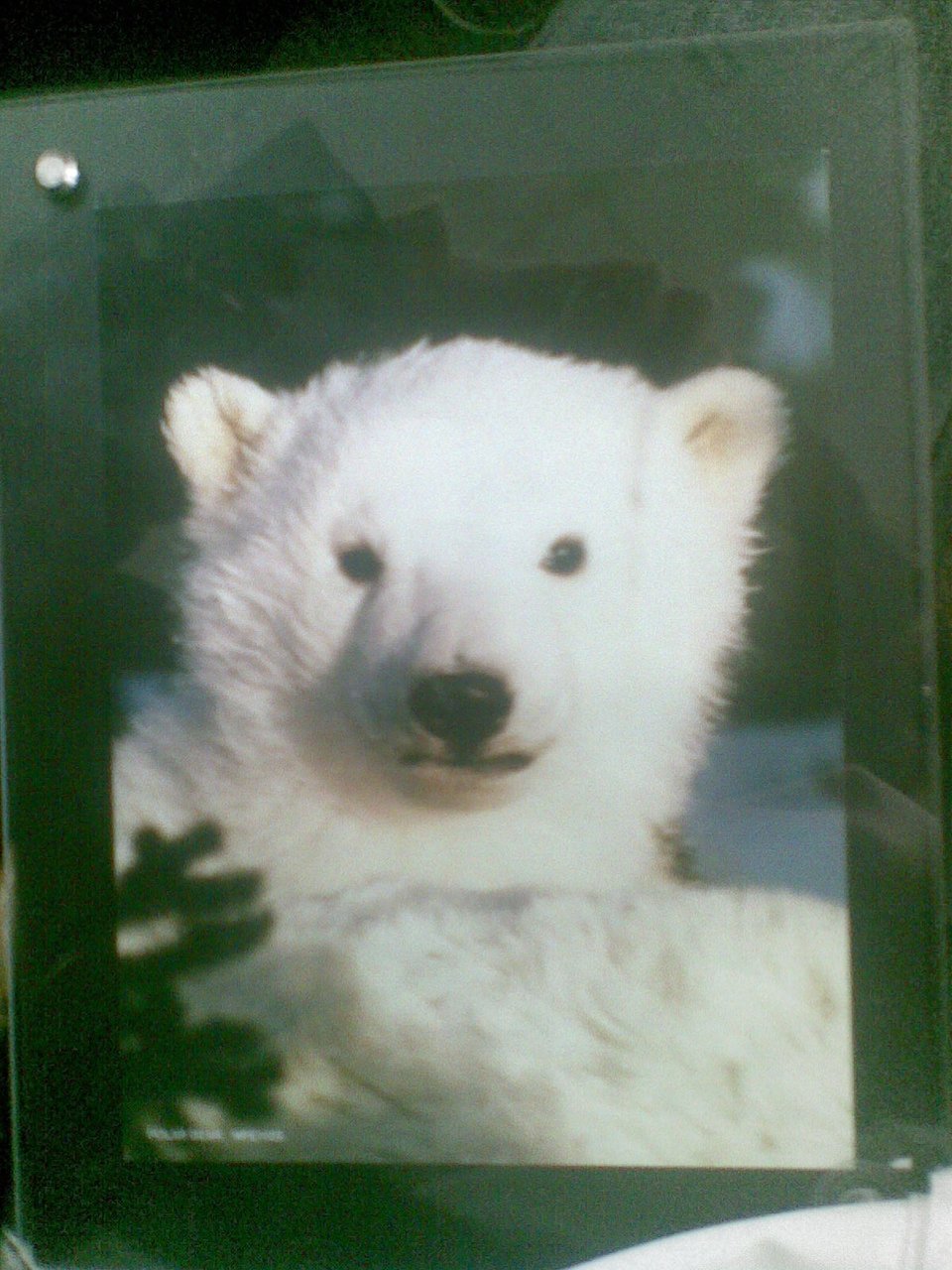 我的熊宝贝叫包子