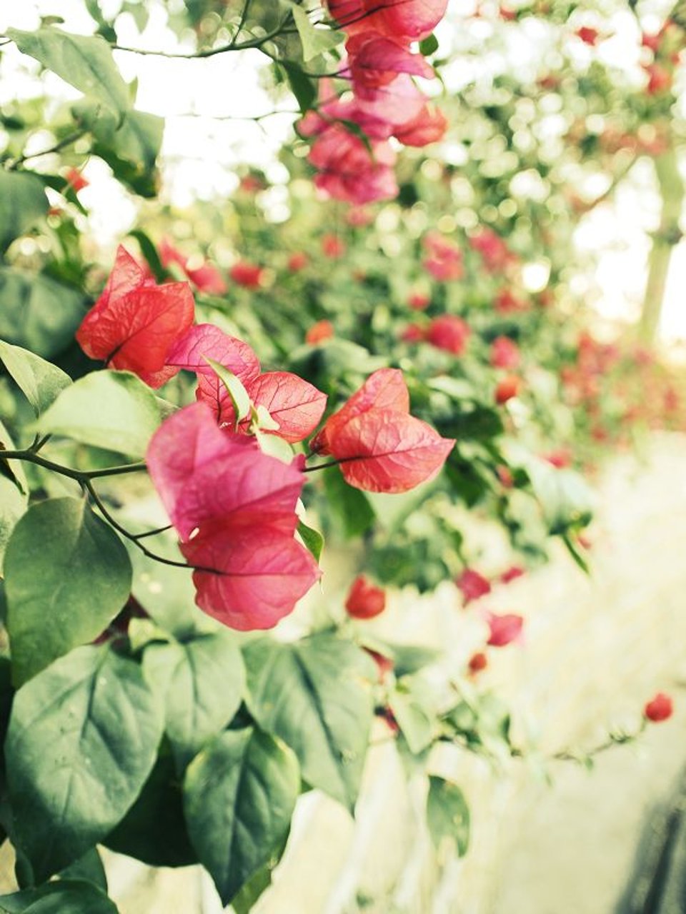 鼓浪屿的三角梅