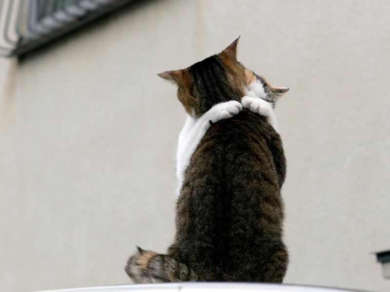 那个夏天 空气中有你的味道