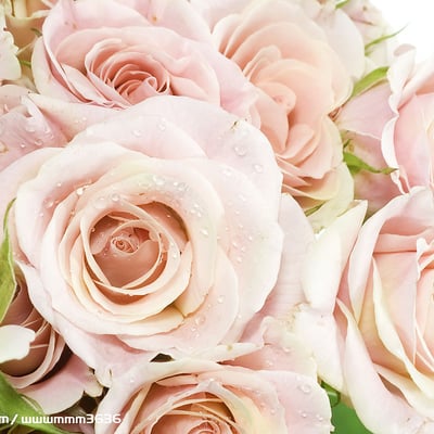 粉色玫瑰花海浪的声音你