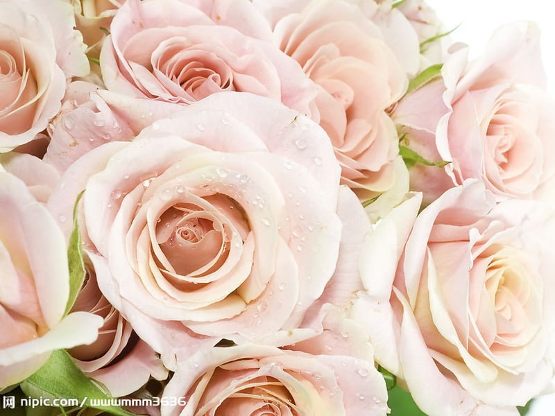 粉色玫瑰花海浪的声音你