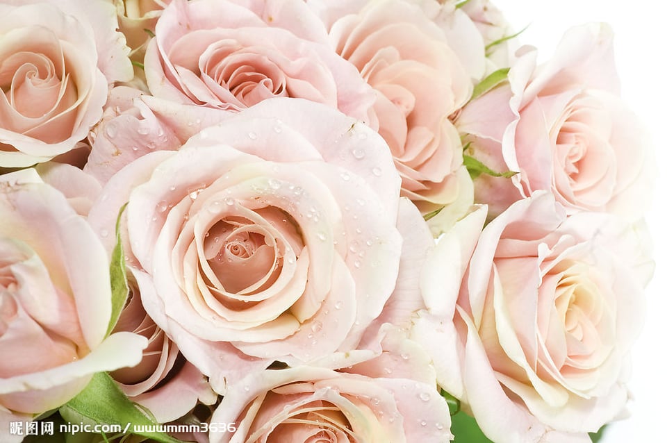 粉色玫瑰花海浪的声音你