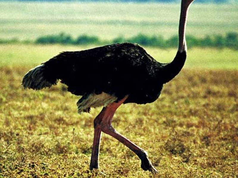 鸵鸟