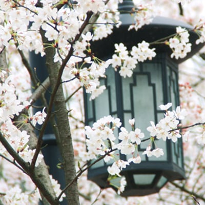 樱花