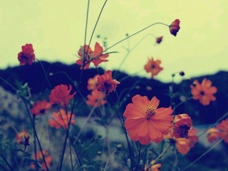 把白玫瑰倒吊晒干