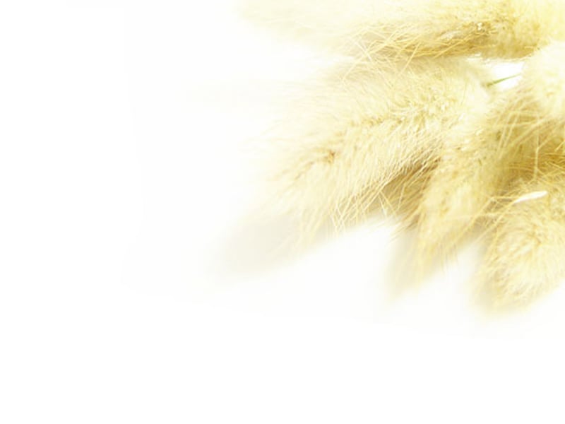 很久以后又想起了采麦网