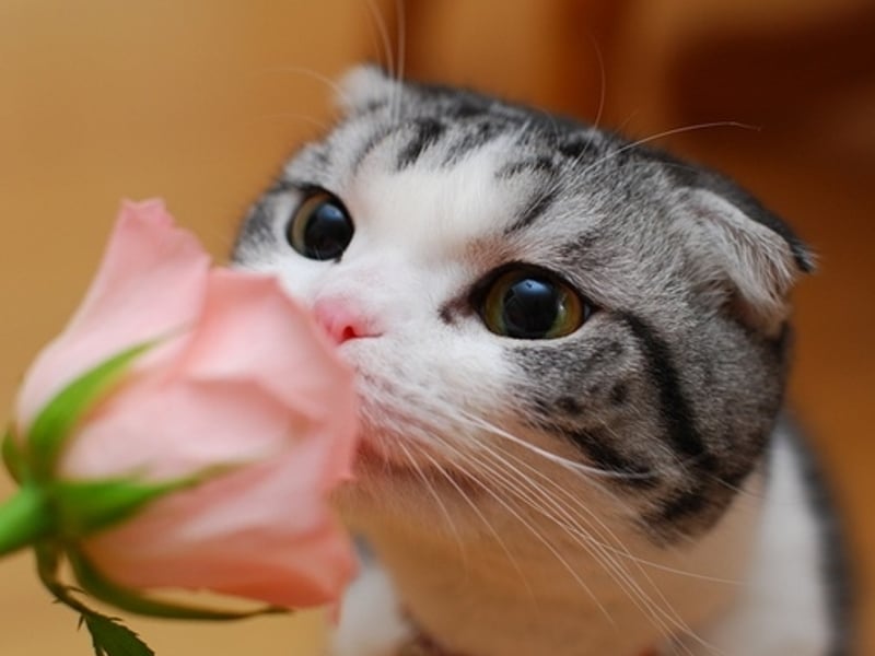 各种包含鸡蛋的事物