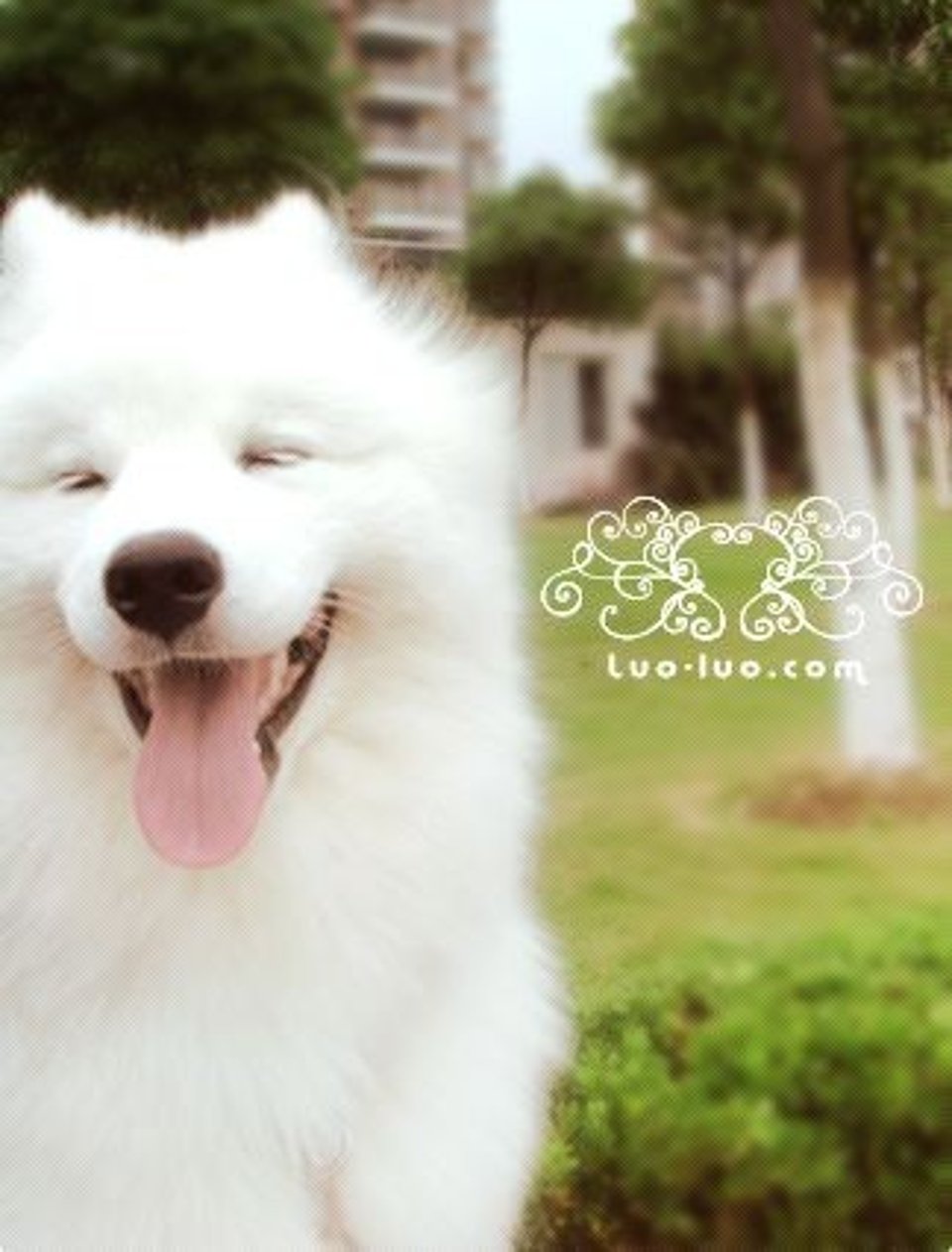 喜欢自家狗身上的味道