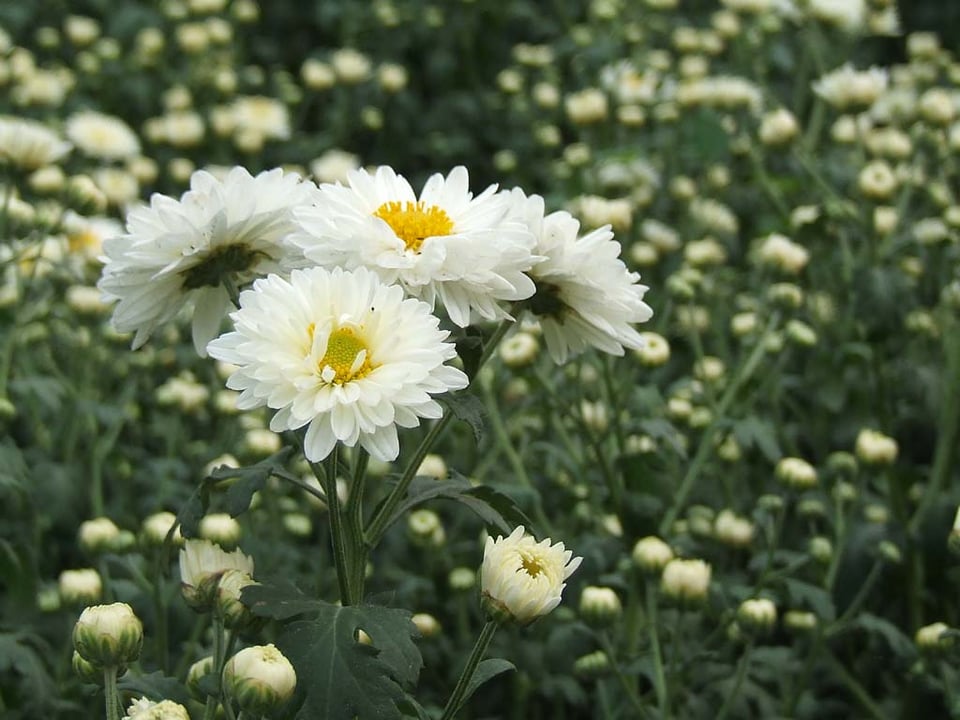 清明节的白菊
