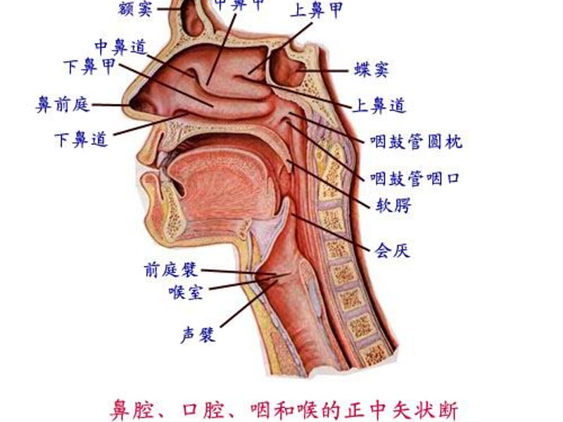 伪声