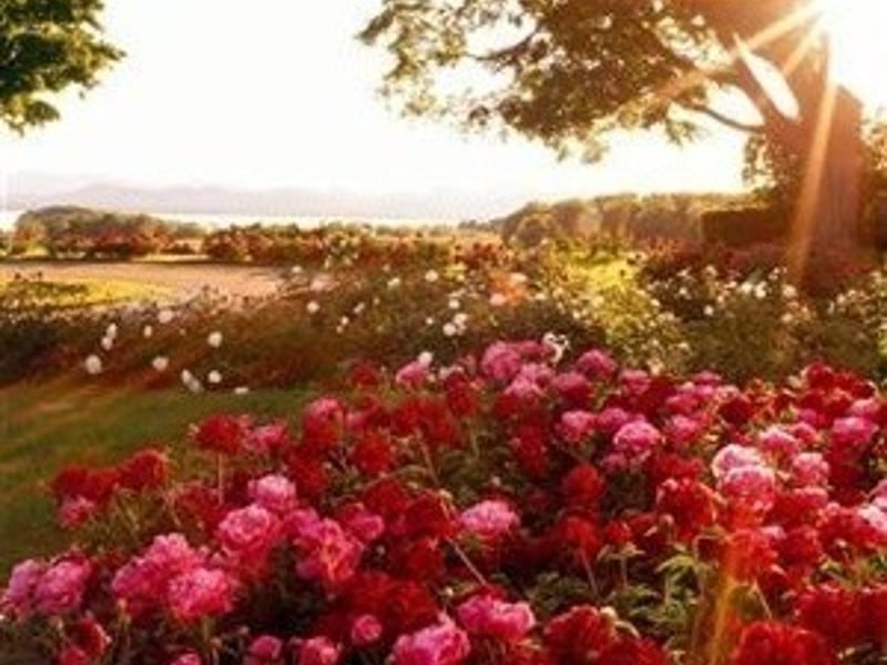 从铁门空隙钻进闸北公园