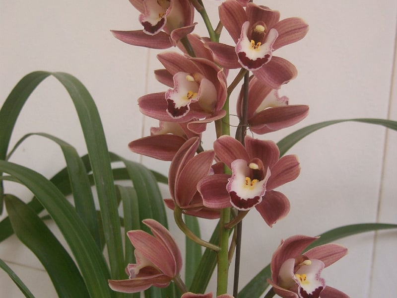 阳台上有一朵盛开的小花