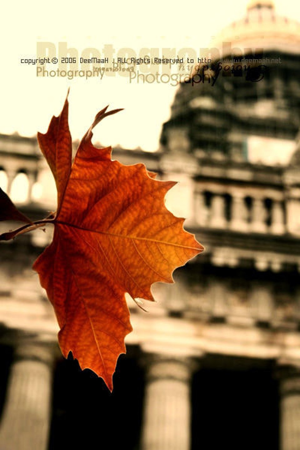 爱的可能  叶倩文