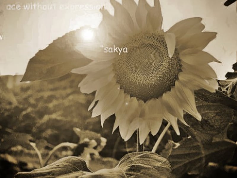 pascal的向日葵梦想有点累