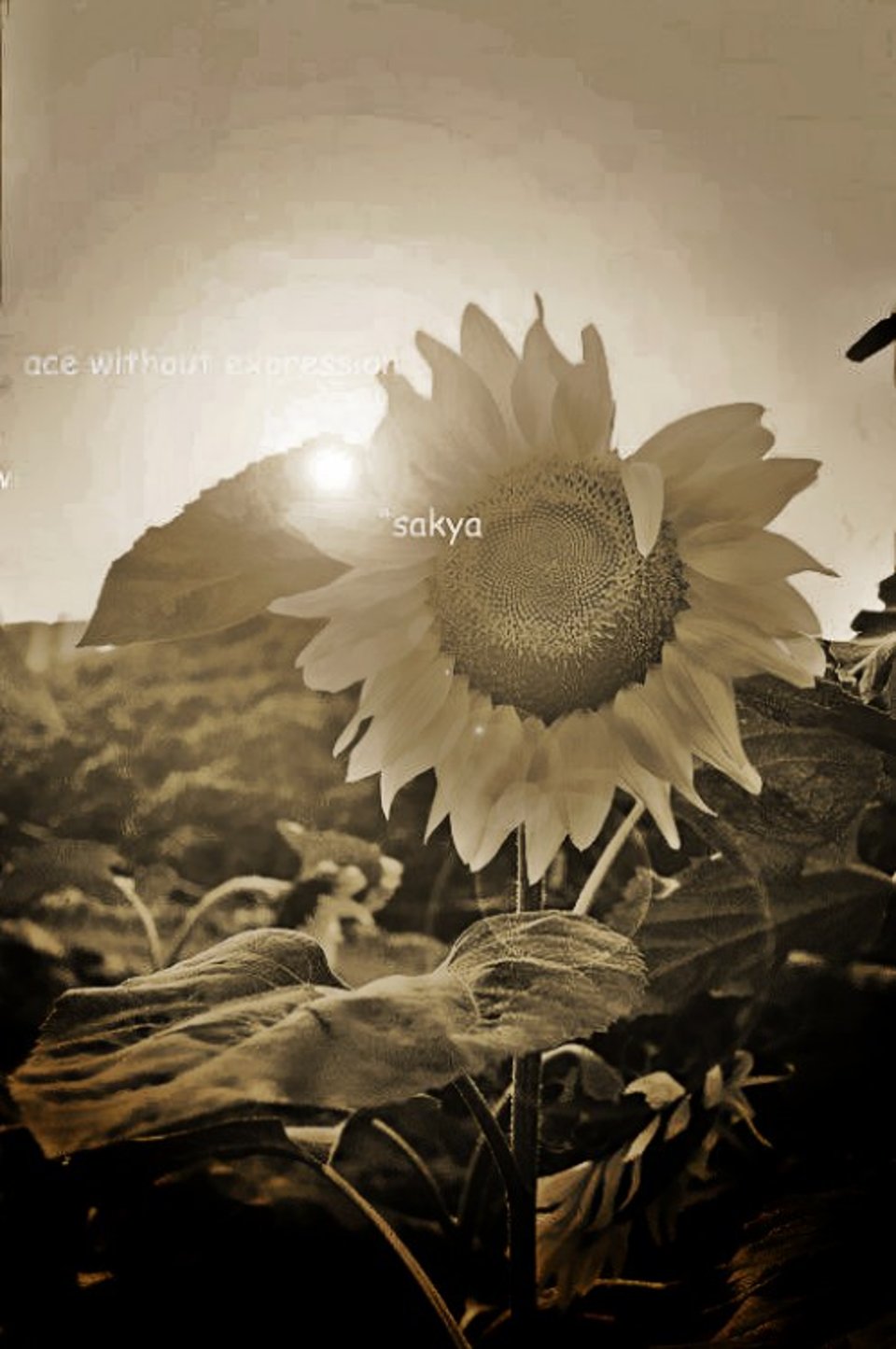 pascal的向日葵梦想有点累