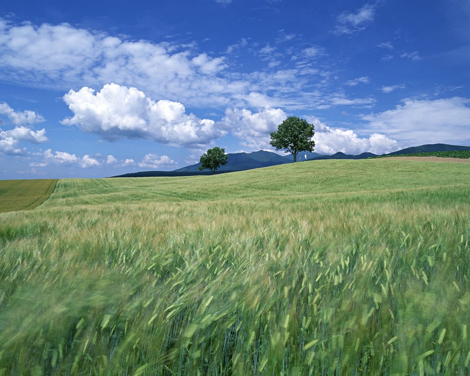 大大世界小小麦田