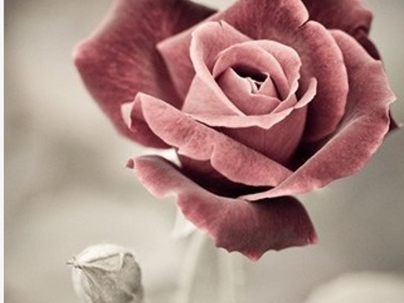 陈奕迅单车 红玫瑰 爱情转移