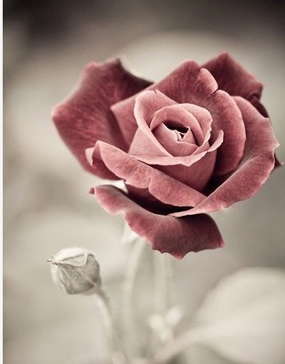 陈奕迅单车 红玫瑰 爱情转移