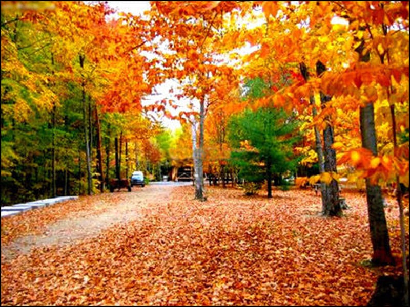 靠近极圈的枫叶之国