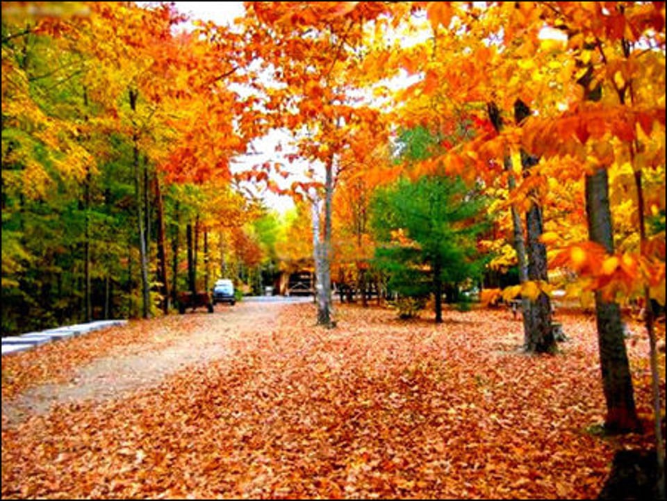 靠近极圈的枫叶之国